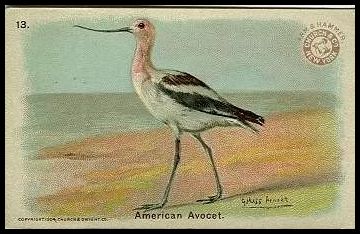 J3 13 Avocet.jpg